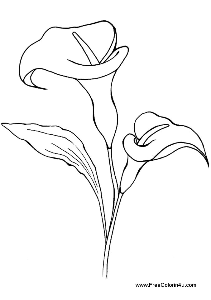 Calla Lily Coloring Pages Calla Lily Coloring Pages Flower Page 677x960 Calla Lily Coloring Pages Calla Lily Coloring Pages Flower Page