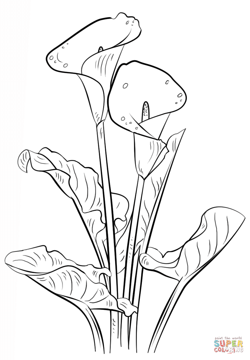 Calla Lily Coloring Page Free Printable Coloring Pages 824x1186 Calla Lily Coloring Page Free Printable Coloring Pages