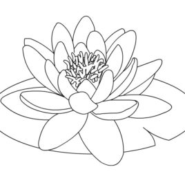 Coloring Pages Water Lily Kids Drawing And Coloring Pages 268x268 Coloring Pages Water Lily Kids Drawing And Coloring Pages