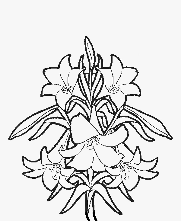600x732 Lily Coloring Pages Lovely Lily Flower Coloring Pages Download