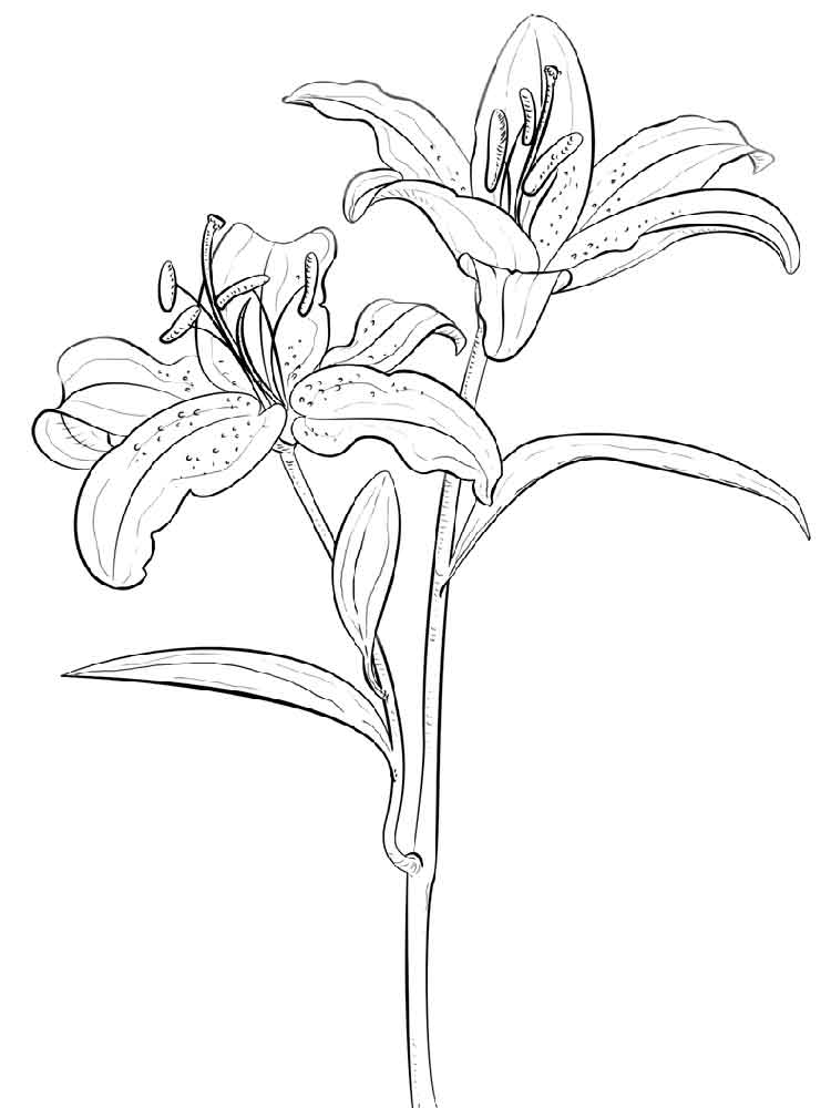 Lily Flower Coloring Pages at GetColorings.com | Free printable ...