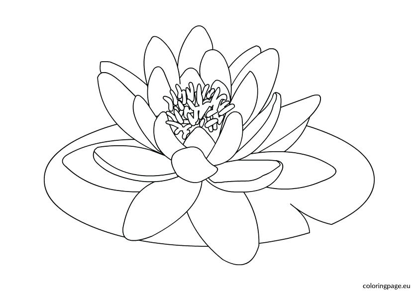 842x595 Lily Pad Coloring Page For Kids Water Lily Flower Drawing 4