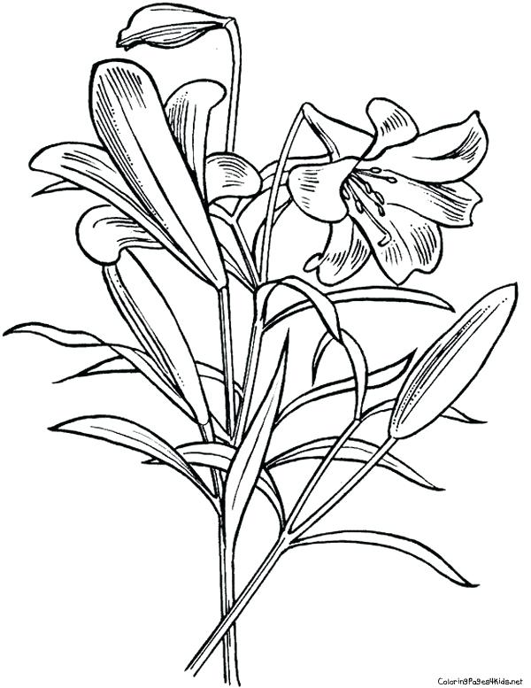 600x777 Lily Pad Coloring Pages Best Photos Of Lily Pad Flower Coloring