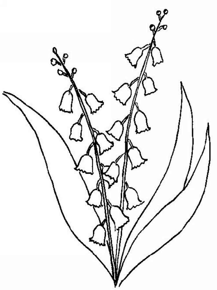 750x1000 Lily Of The Valley Flower Coloring Pages 8