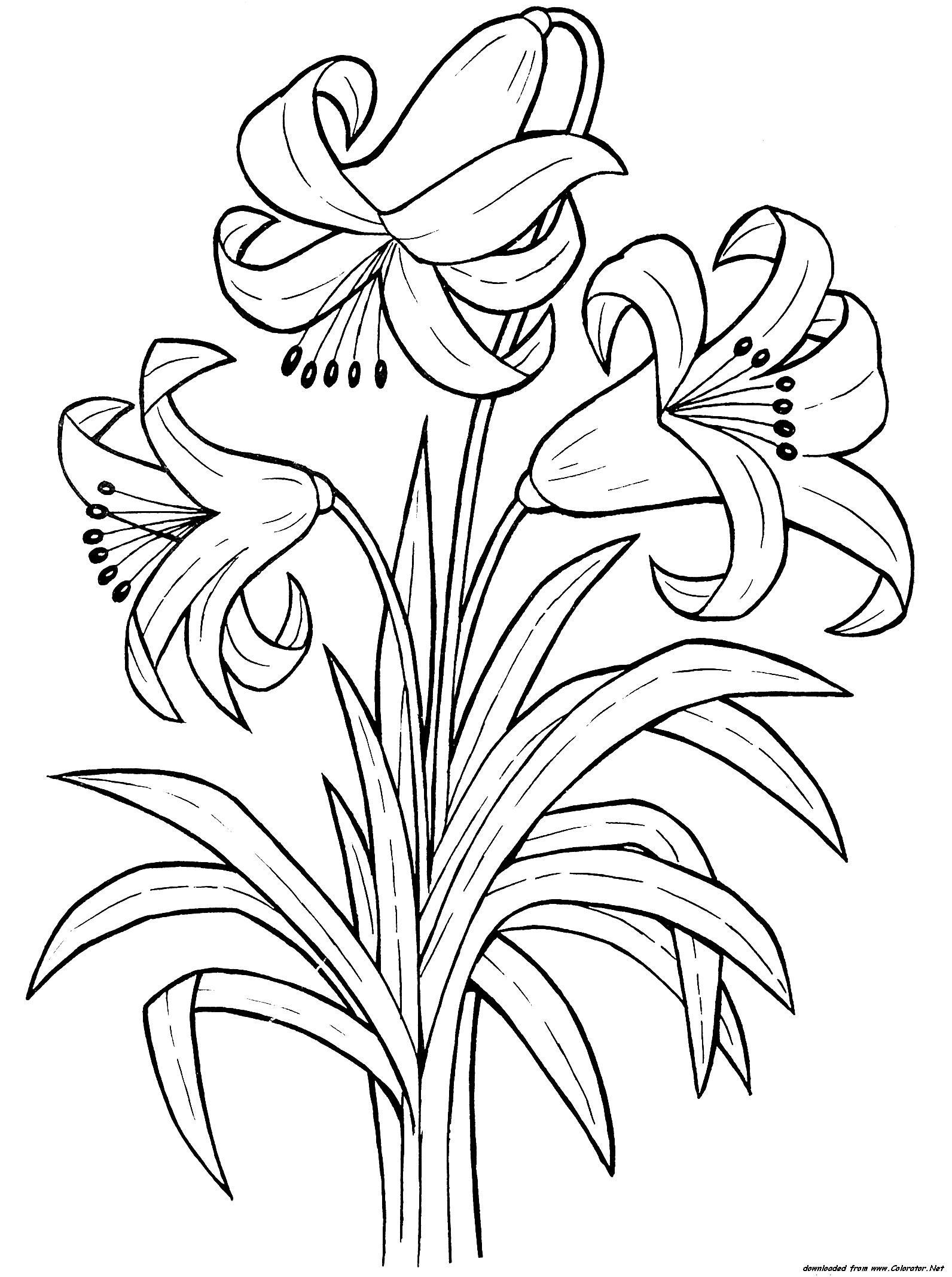 1592x2136 Best Of Lily Flower Coloring Pages