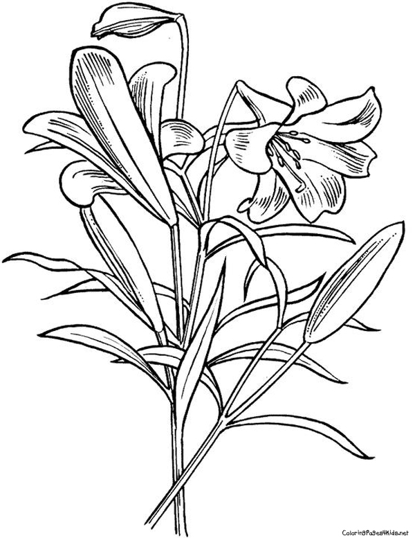 600x777 Easter Flowers Coloring Pages