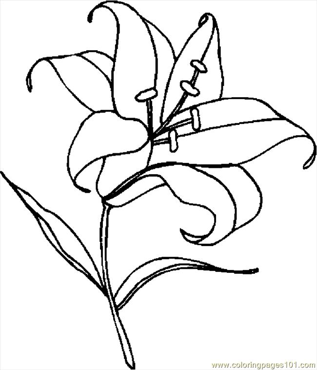 650x758 Lily Coloring Pages Delectable Lily Coloring Pages Lily Coloring