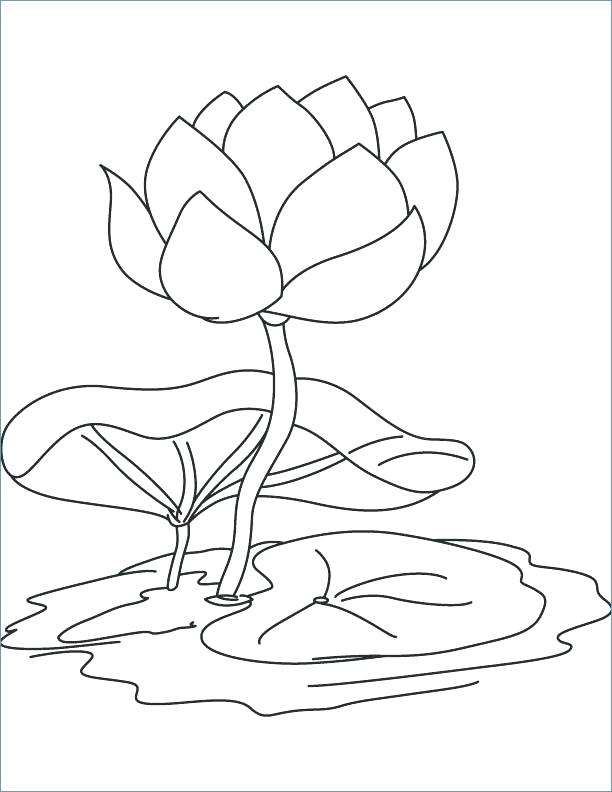 612x792 Lily Flower Coloring Pages Water Lily Coloring Page Water Lily