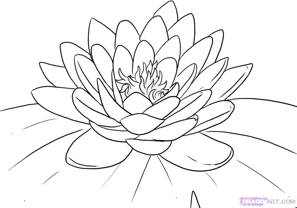1000x700 Lily Outline Download Lily Stock Illustration Illustration Of Lily