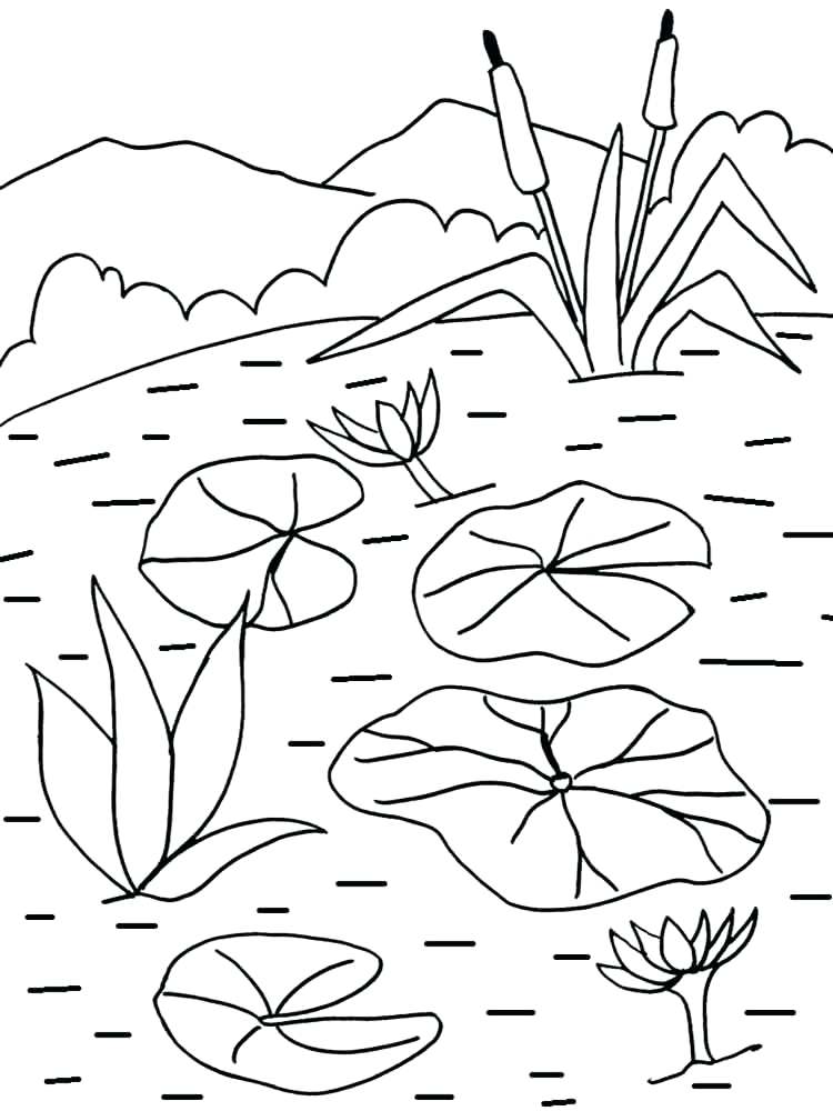 750x1000 Lily Pad Coloring Page Water Lily Flower Coloring Pages 5 Free