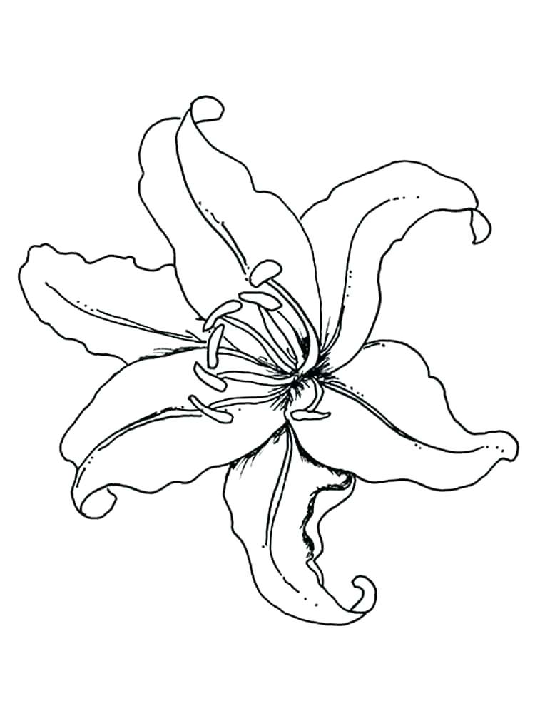 750x1000 Outline Drawing Of Flowers Lily Flower Vector Outline Stock Vector