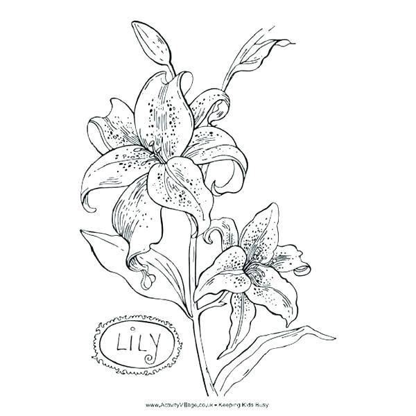 600x600 Printable Flower Coloring Pages For Preschool Free Realistic Lily