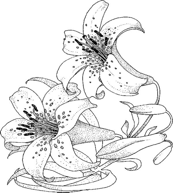 600x668 Adult Coloring Pages Lily Flowers Printable