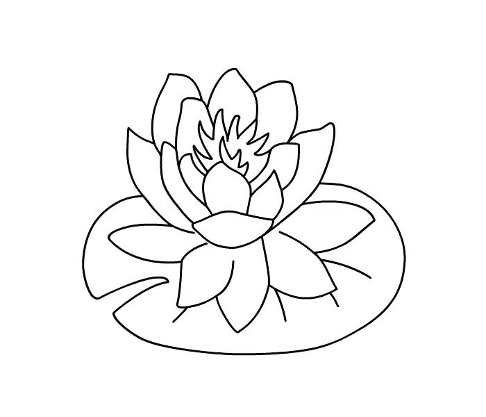 700x600 Calla Lily Coloring Pages Water Lily Coloring Page Calla Pages