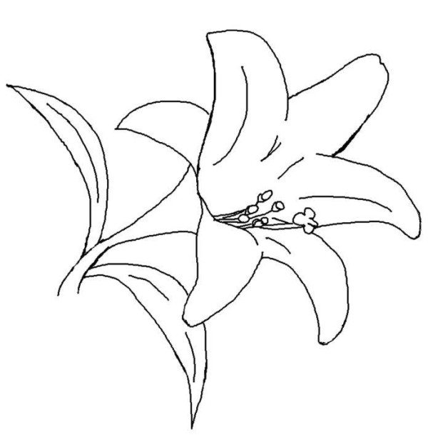 600x616 Lily Pad Flower Coloring Pages