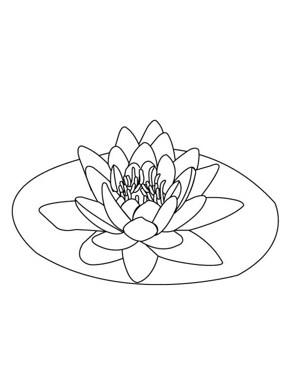 600x776 Lily Pad, Lily Pad On The Middle Of Pond Coloring Page
