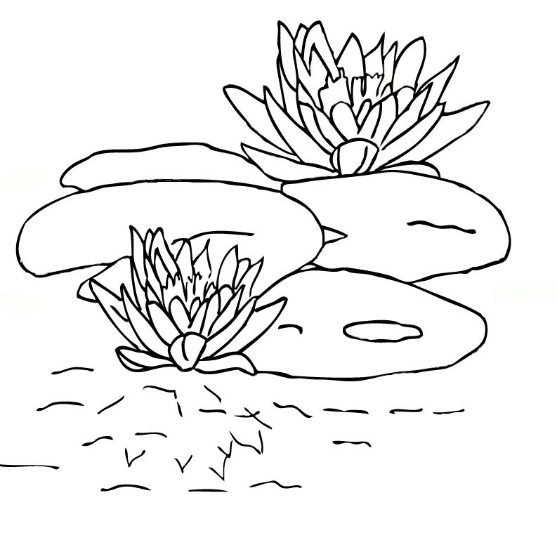 793x759 Lily Pad Coloring Page Best Of Free Printable Lily Pad Coloring