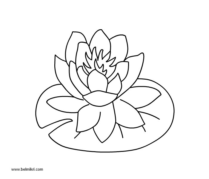 700x600 Amazing Ideas Lily Pad Coloring Page Water And Free Printable