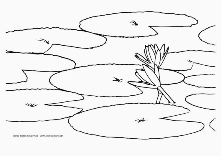 750x530 Coloring Printable Lily Pad Coloring Pages With Lily Pad Flower