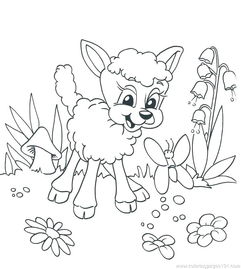 Lamb Coloring Page Coloring Pages Draw A Lion Lion Coloring Pages 800x891 Lamb Coloring Page Coloring Pages Draw A Lion Lion Coloring Pages