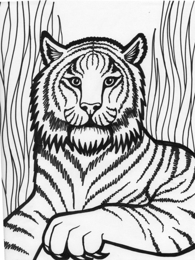 Free Printable Tiger Coloring Pages For Kids 27 Tiger Coloring 640x853 Free Printable Tiger Coloring Pages For Kids 27 Tiger Coloring