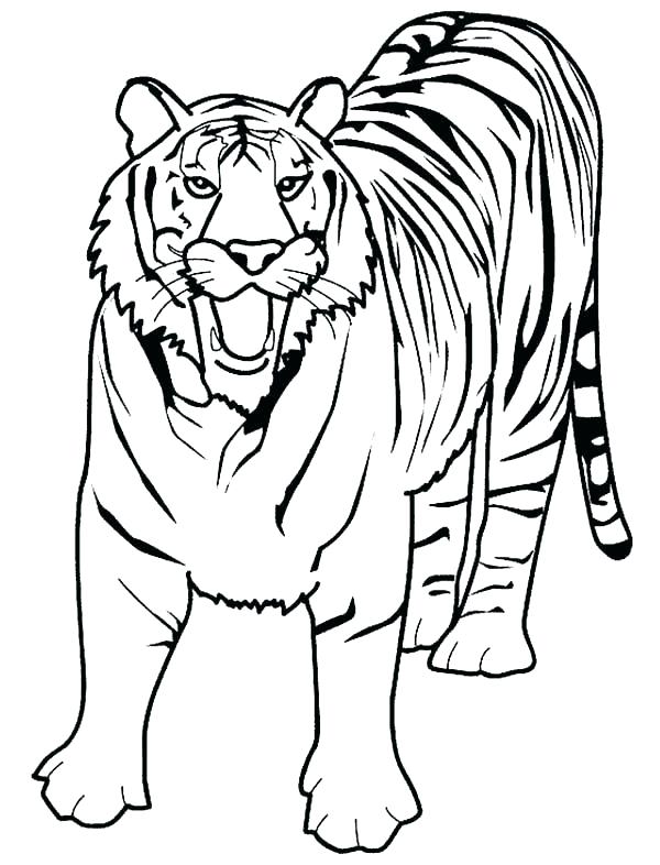Lion And Tiger Coloring Pages at GetColorings.com | Free printable ...