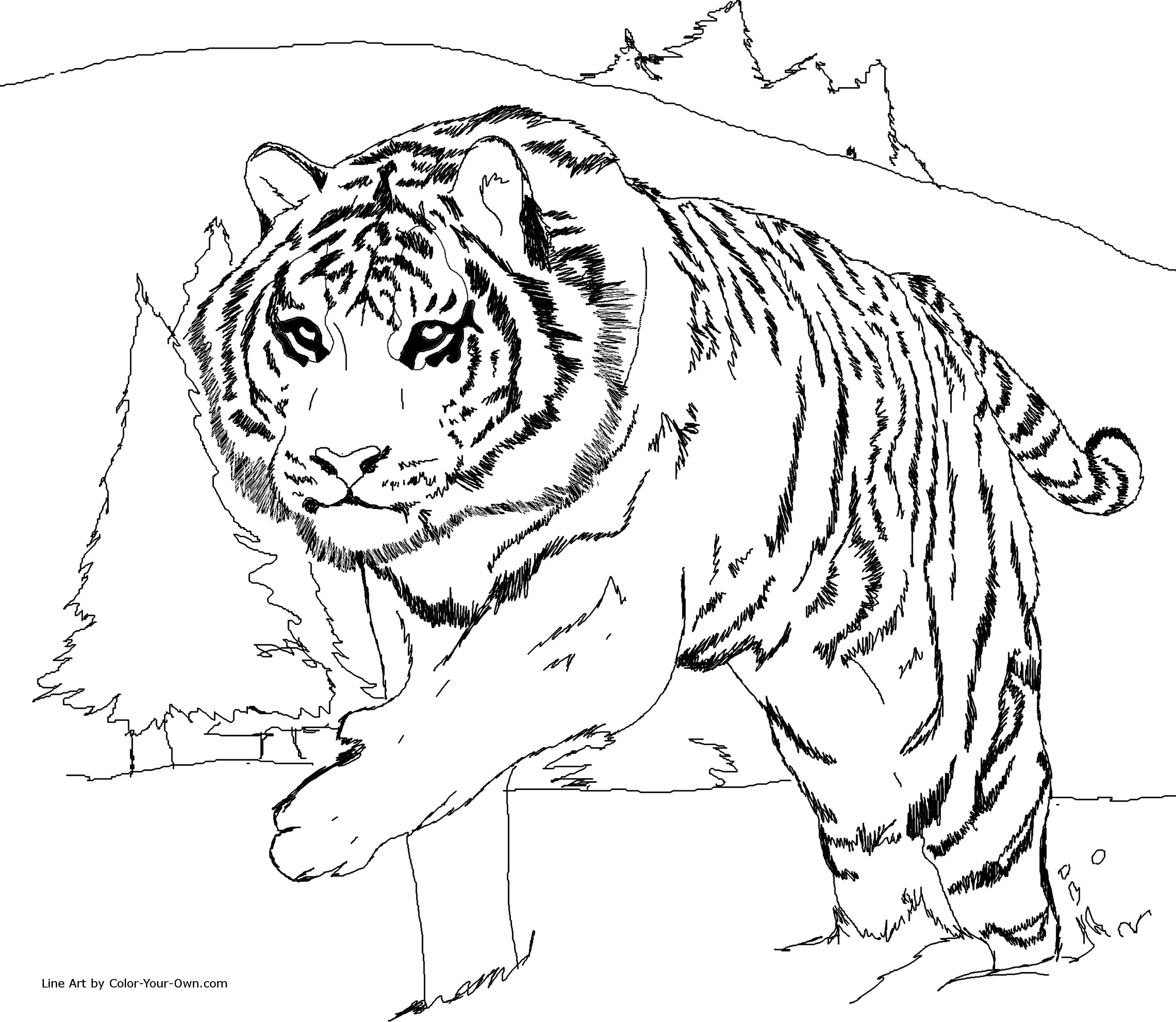 Siberian Tiger Coloring Page Homeschool Amp Learning Ideas 2762x2400 Siberian Tiger Coloring Page Homeschool Amp Learning Ideas
