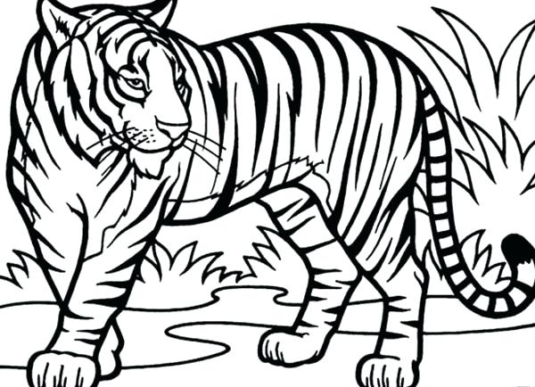 Tiger Coloring Pages Tiger Coloring Pages Intricate Art For Adults 600x434 Tiger Coloring Pages Tiger Coloring Pages Intricate Art For Adults
