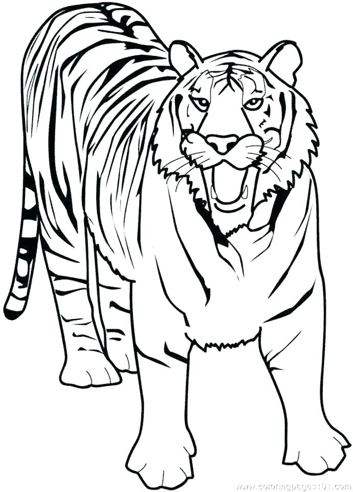 Printable Tiger Coloring Pages 690x960 Printable Tiger Coloring Pages