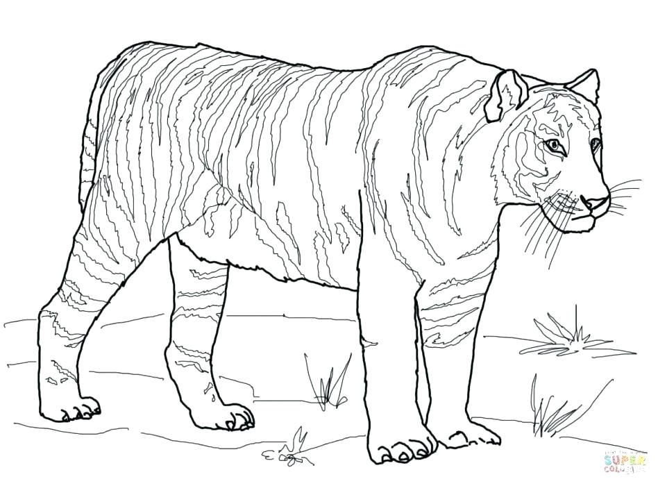 Coloring Pages Tiger Auburn Coloring Pages Tiger Coloring Pages 948x700 Coloring Pages Tiger Auburn Coloring Pages Tiger Coloring Pages