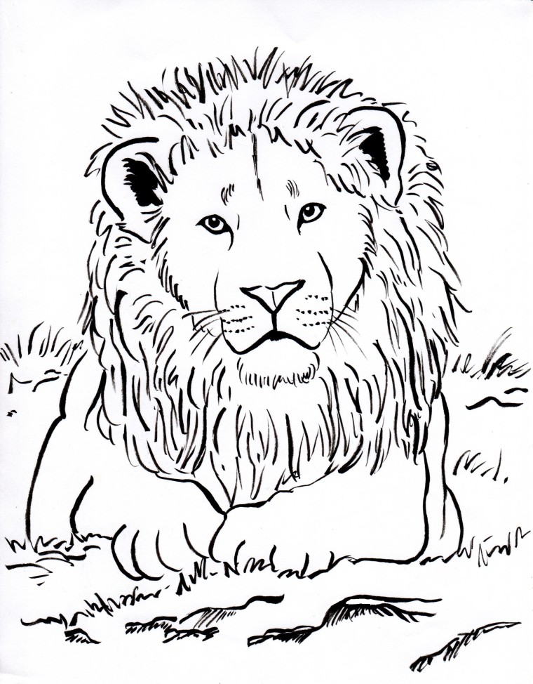 760x974 Lion Coloring Page