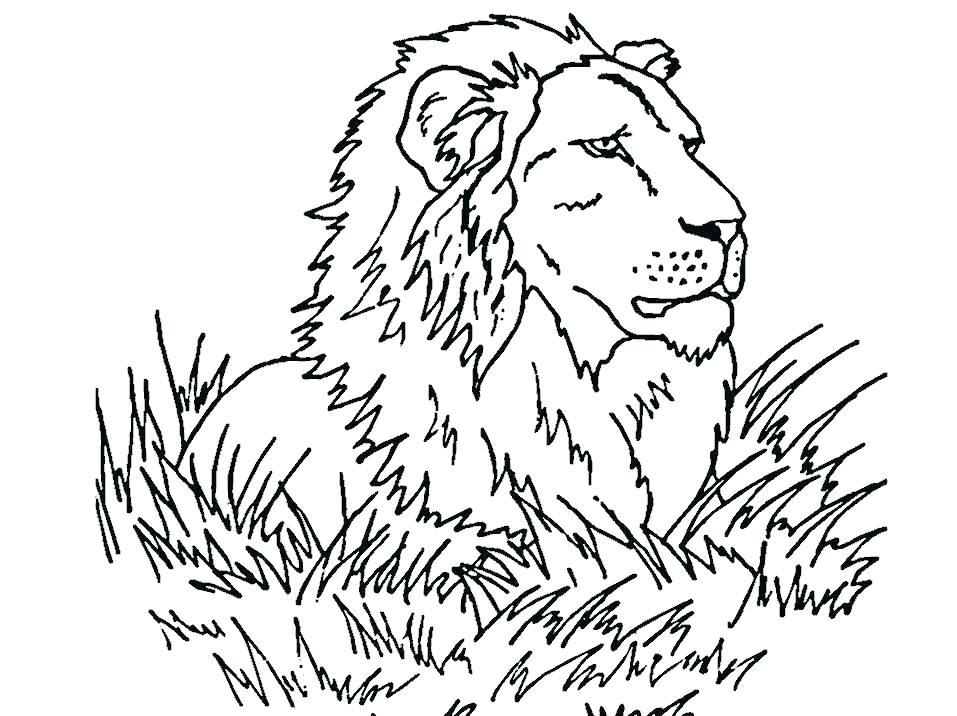 957x716 Coloring Pages Lions Coloring Page Lion Free Lion King Coloring