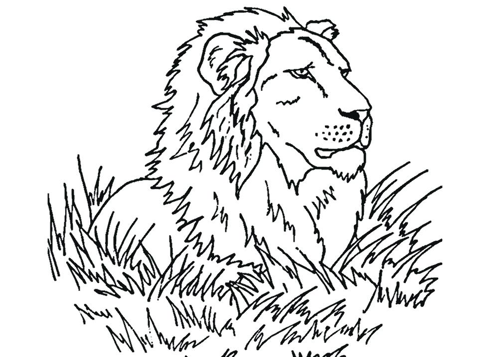 Lion Coloring Pages Printable