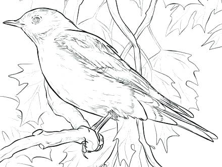 Coloring Mountain Mountain Lion Coloring Pages Mountain Bluebird 440x330 Coloring Mountain Mountain Lion Coloring Pages Mountain Bluebird