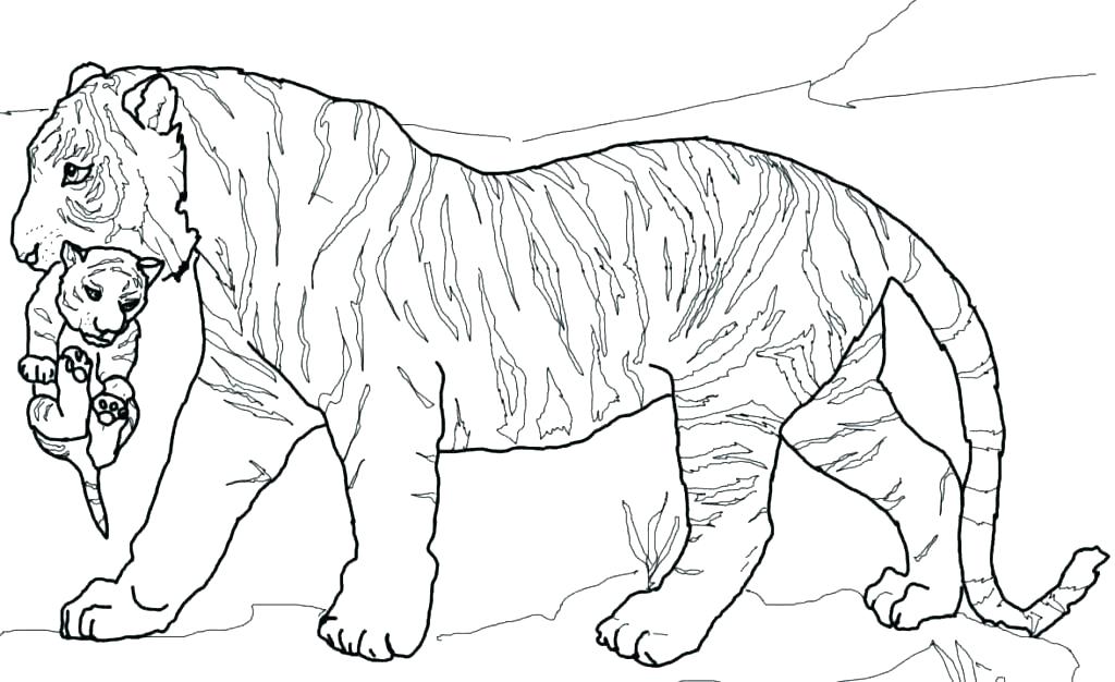Printable Tiger Coloring Pages Tiger Coloring Pages Free Printable 1024x626 Printable Tiger Coloring Pages Tiger Coloring Pages Free Printable