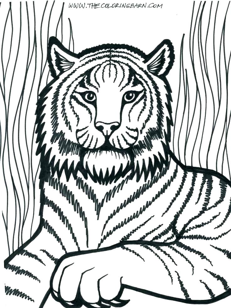 736x981 Lion Face Coloring Page Coloring Pictures Of A Lion Roaring Lion