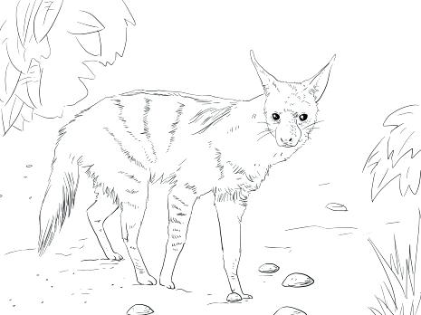 465x348 Hyena Coloring Page Hyena 2 Lion King Hyena Coloring Pages