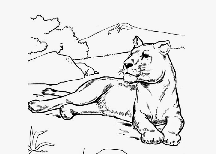 700x500 Lioness Coloring Page Free Coloring Pages And Coloring Books