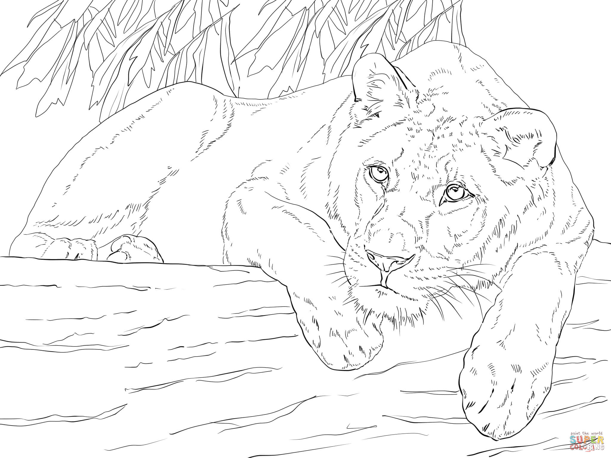 2048x1536 Lioness Coloring Pages Download And Print For Free