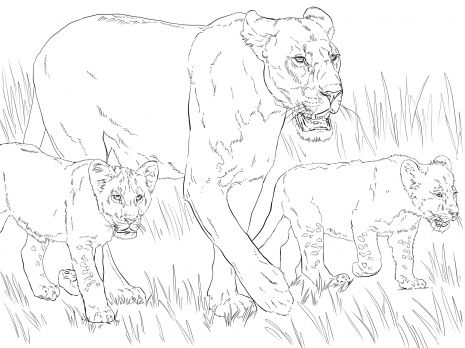 465x348 Lioness With Cubs Animal Colouring Pages Printable
