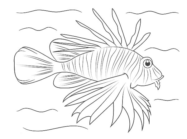 600x447 Warm Sea Creature Lionfish Coloring Pages Batch Coloring