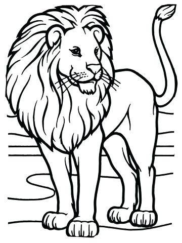 360x480 Lions Coloring Pages Male Lion Coloring Page Detroit Lions