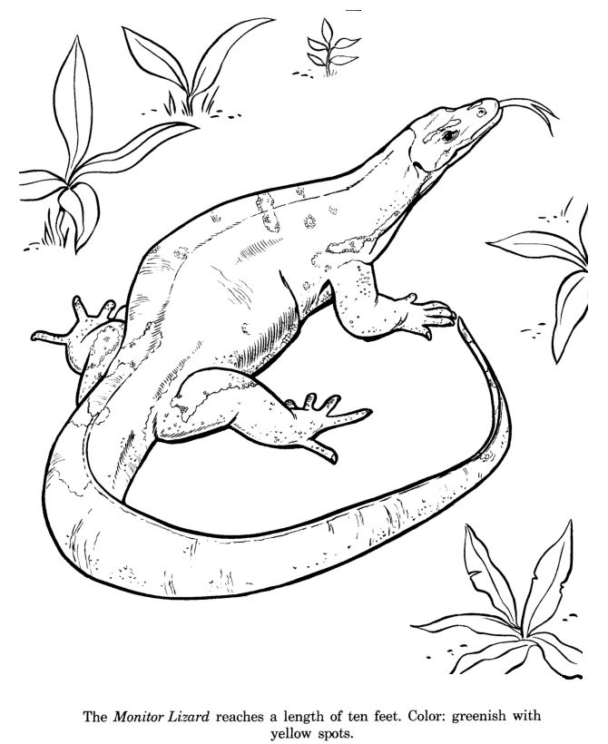 Lizard Coloring Pages