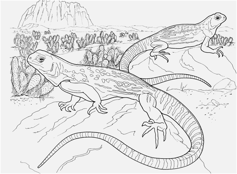 827x609 Australian Animals Coloring Pages Shoot Free Lizard Coloring Pages