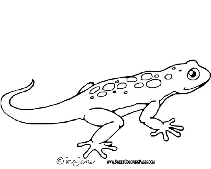 720x576 Lizard Coloring Pages Printable