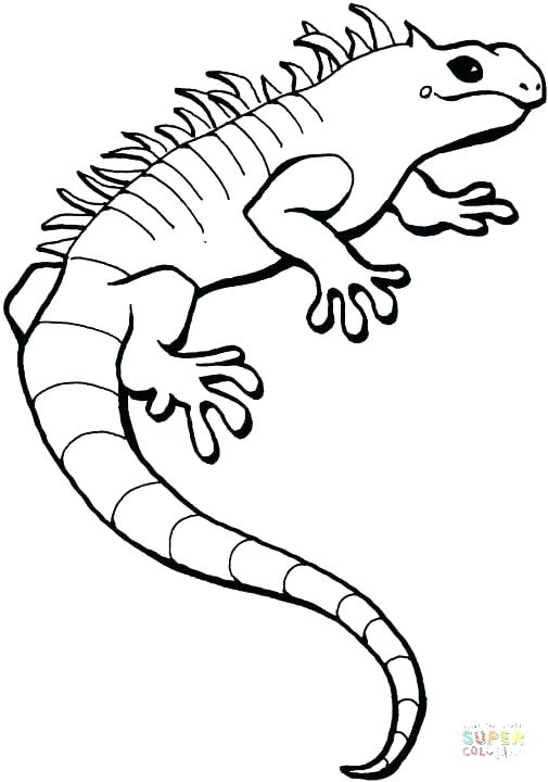 505x720 Lizards Coloring Pages Iguana Coloring Pages Click The Iguana