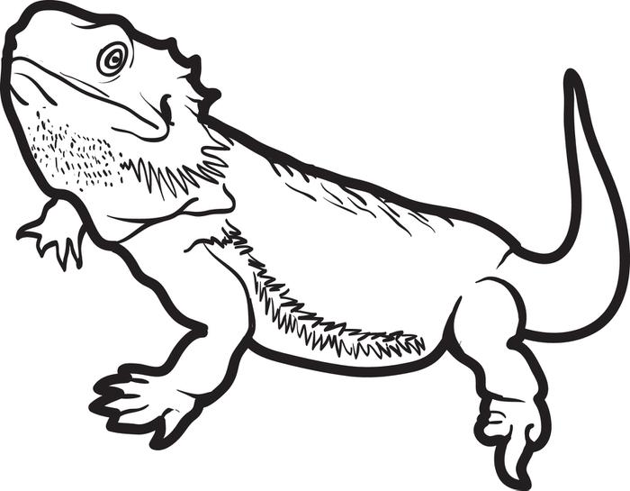 700x545 Surprising Lizard Coloring Page 51 On Coloring Books With Lizard