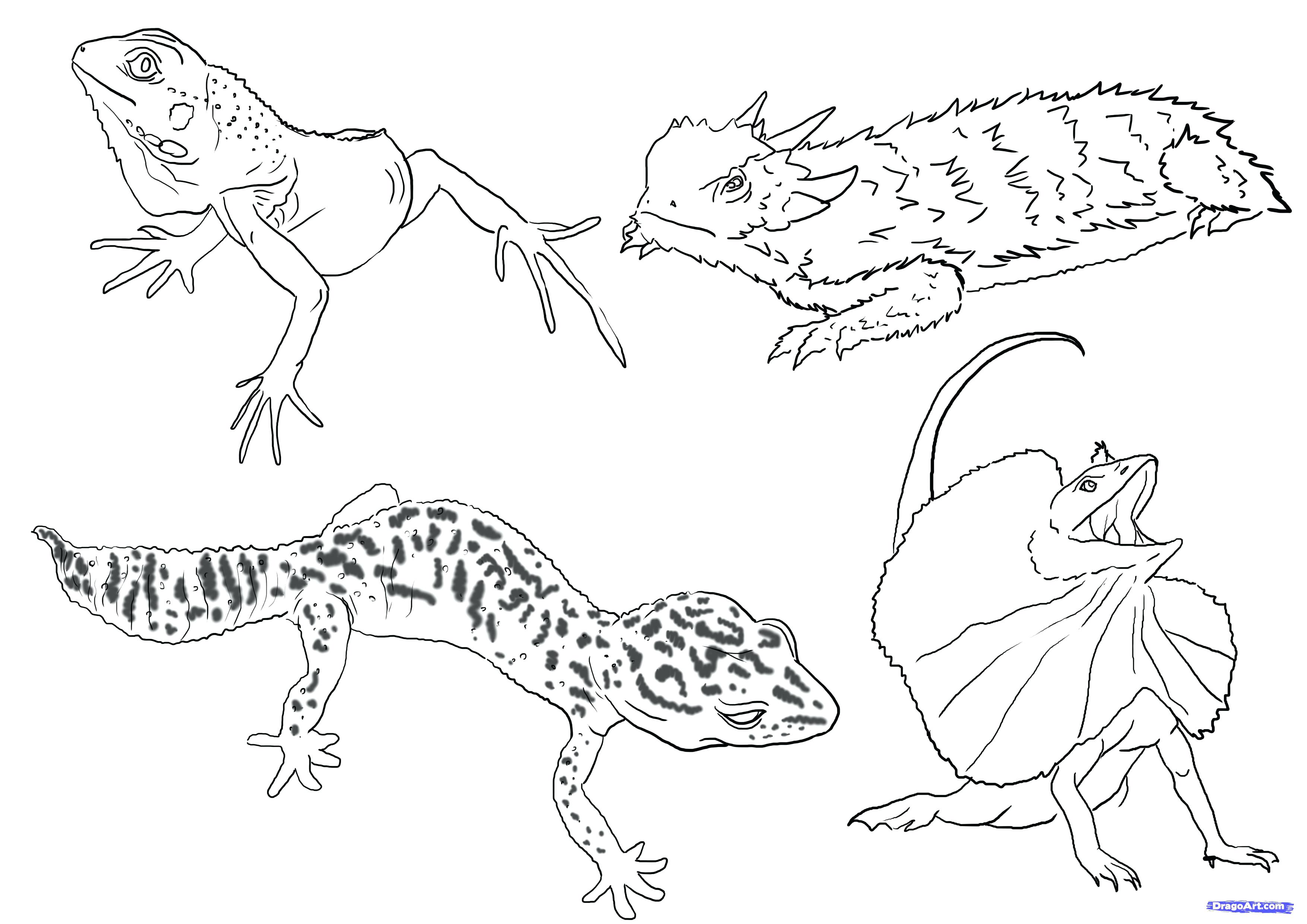 3508x2480 Cartoon Lizard Coloring Pages For Kids Free Printable Print