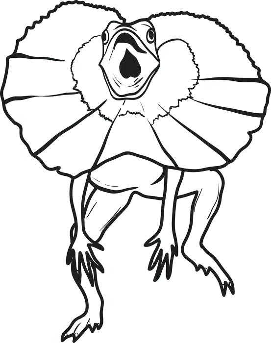 Lizard Coloring Page Printable Lizard Coloring Page For Kids 553x700 Lizard Coloring Page Printable Lizard Coloring Page For Kids