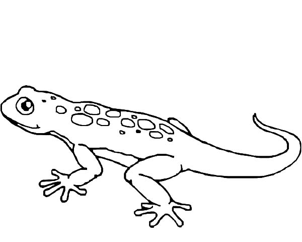 Lizard Coloring Pages 600x480 Lizard Coloring Pages